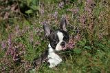 BOSTON TERRIER 077